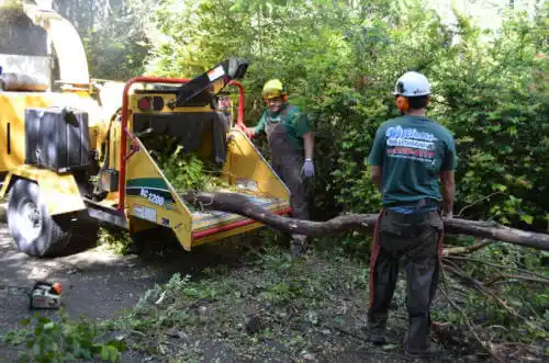 tree services Shorewood Forest